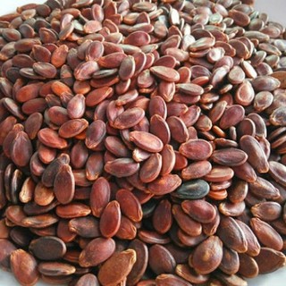HẠT DƯA NHỎ KHÔNG MÀU.