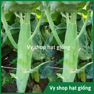 Hạt giống cải làn (cải rổ) thân mập Thái Lan gói 1100 hạt