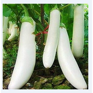 Hạt giống cà trắng dài lai gói 0,5gram