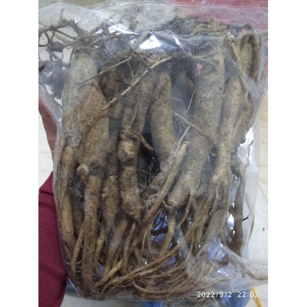 Sâm dây ngọc linh tươi loại 1 ngâm rượu