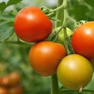 25 HẠT GIỐNG CÀ CHUA QUẢ TO