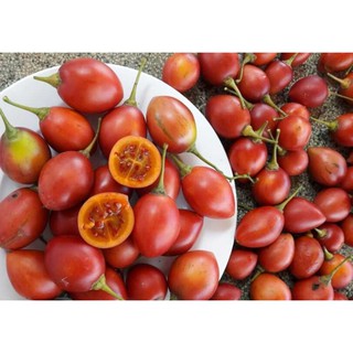 Hạt giống Cà chua thân gỗ - Gói 3 hạt