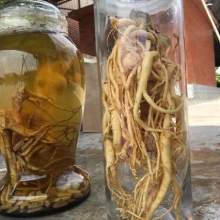 Củ đinh lăng tươi 1,5kg (hàng có sẵn)