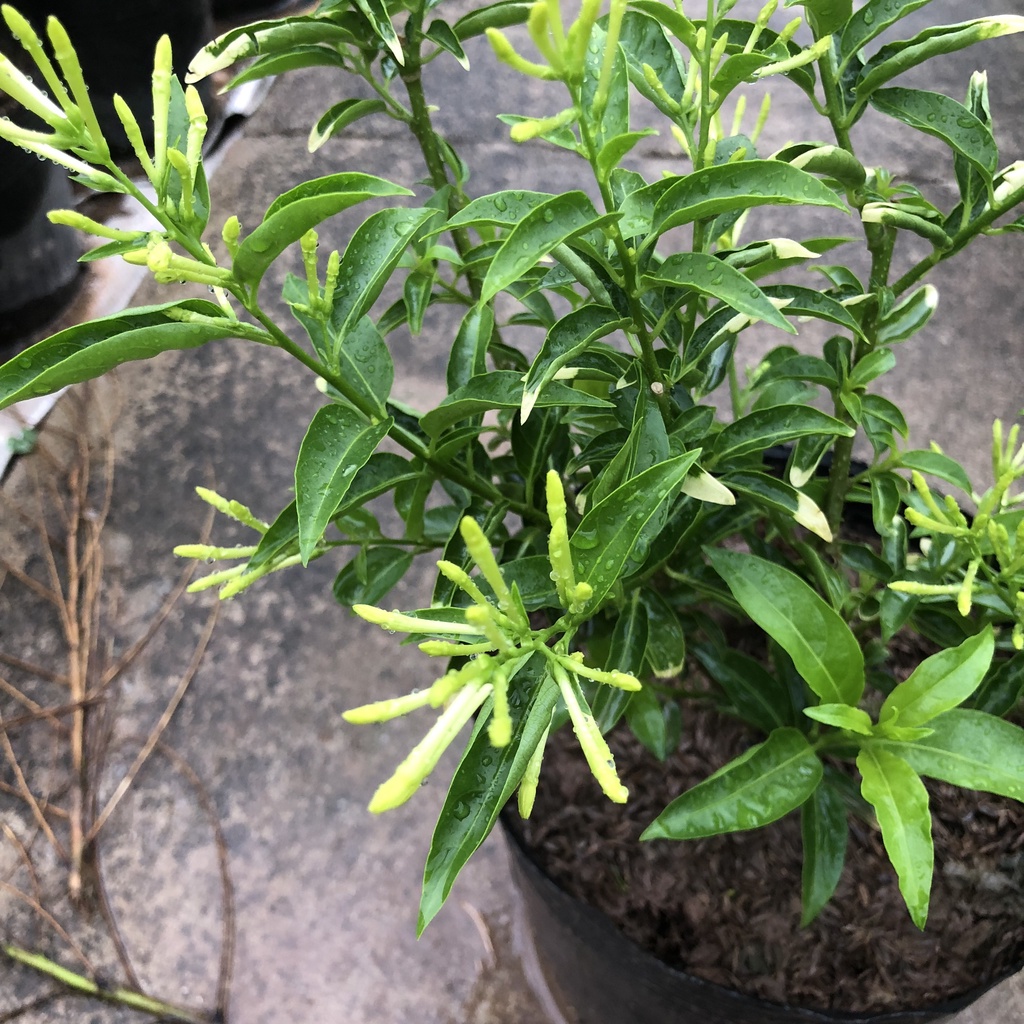 Cây dạ hương, Cao 25cm lá cẩm thạch bắt mắt, ban đêm hoa có mùi thơm dễ chịu, thích hợp trồng trang trí sân vườn