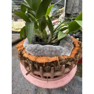 phân dê lưới ( giá thể trồng lan) đặt theo yêu cầu
