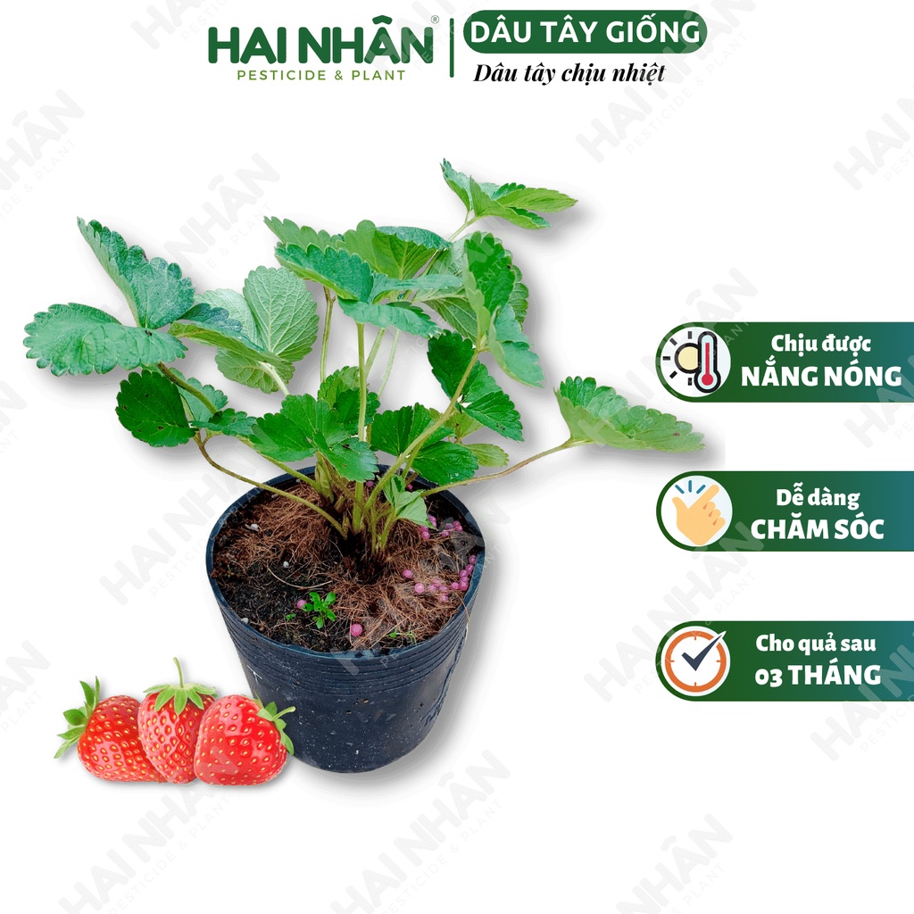 Dâu tây chịu nhiệt, cây giống dâu tây