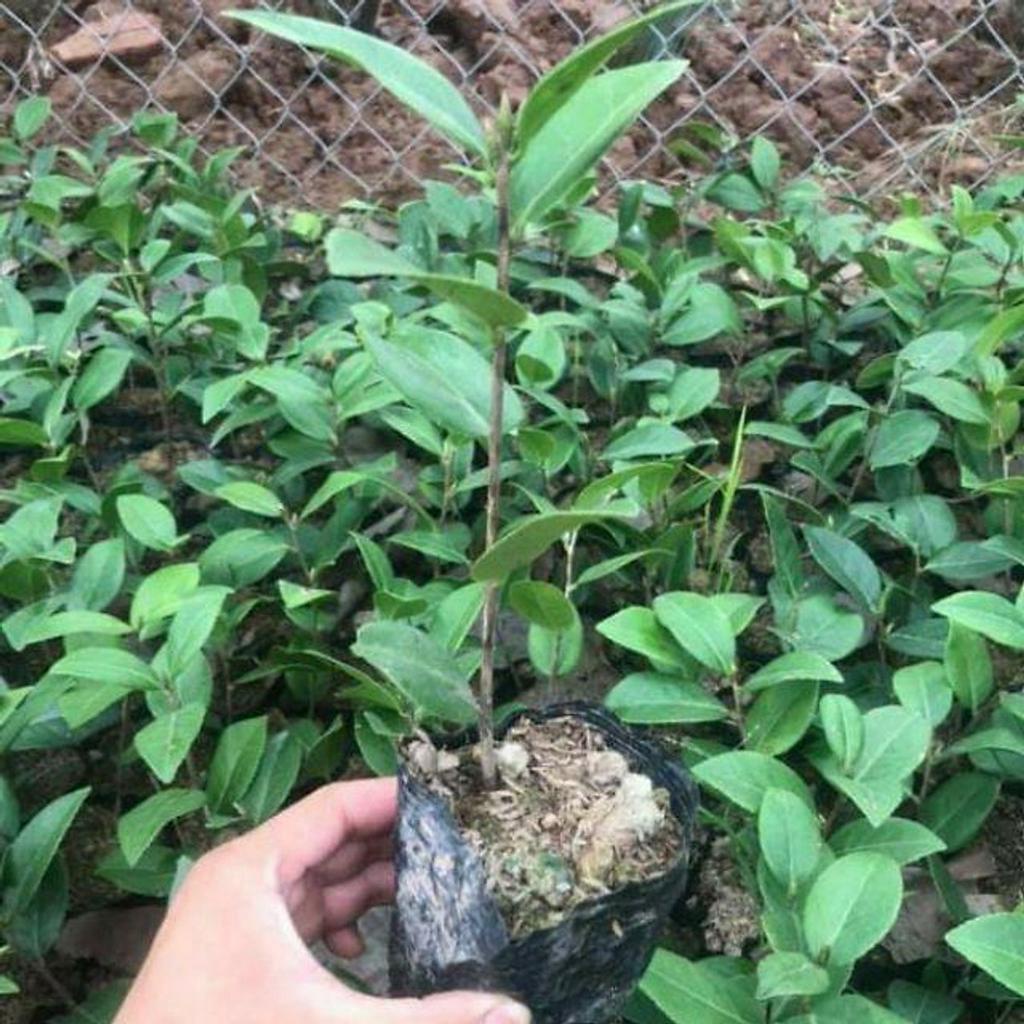 Cây giống hoa trà my nhiều màu cho khách chọn