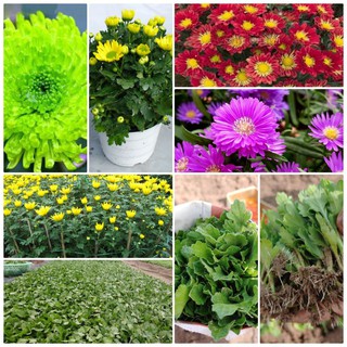 100 cây Giống hoa cúc chơi tết các màu