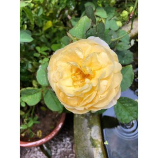 Gói 20 Hạt Giống Cây Hoa Hồng juliet-siêu đẹp Hoa Hồng Ngoại JulieTuyệt Đẹp Rose Tặng Kích Rễ luckyseed hạt siêu rẻ