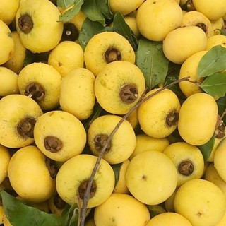 Giống Cây Thị chuẩn F1
