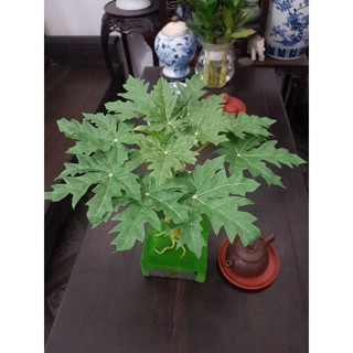 Cây đu đủ 1 thân để bàn