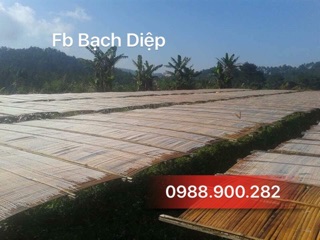 Miến dong đỏ Cao Bằng