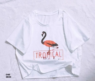 Áo croptop chú cò (C)