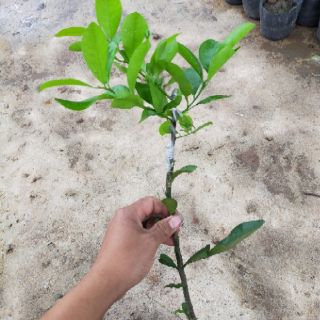 Cây giống Chanh Tứ Quý