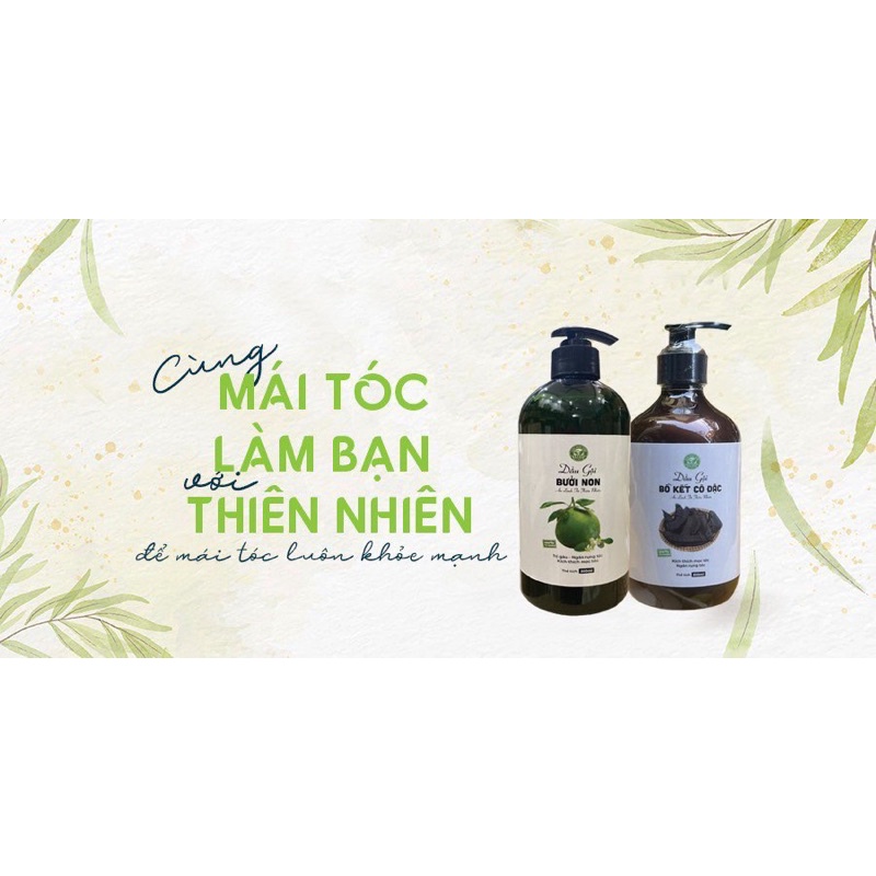 (Combo giá sỉ) 5 chai Dầu Gội Bồ Kết Cô Đặc Dầu gội bưởi non handmade 500ml