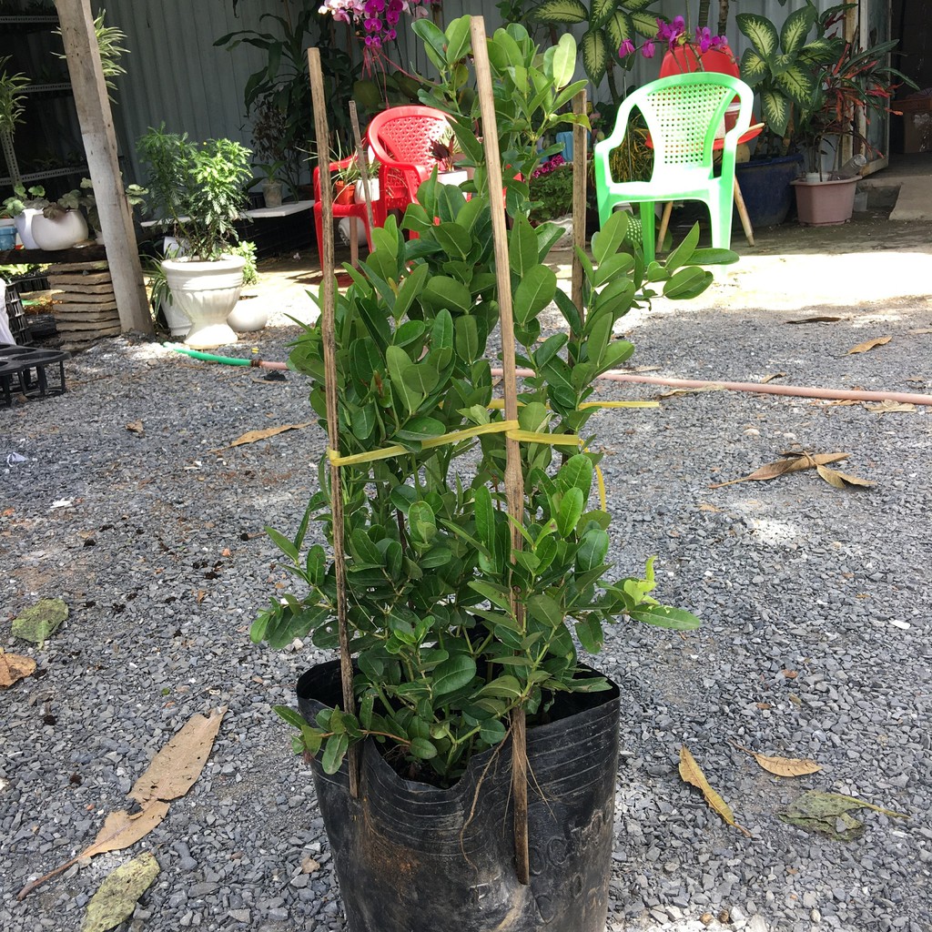 Chậu cây Siro cây trưởng thành sắp hoa - Carissa carandas - giao cây cao 40-45cm