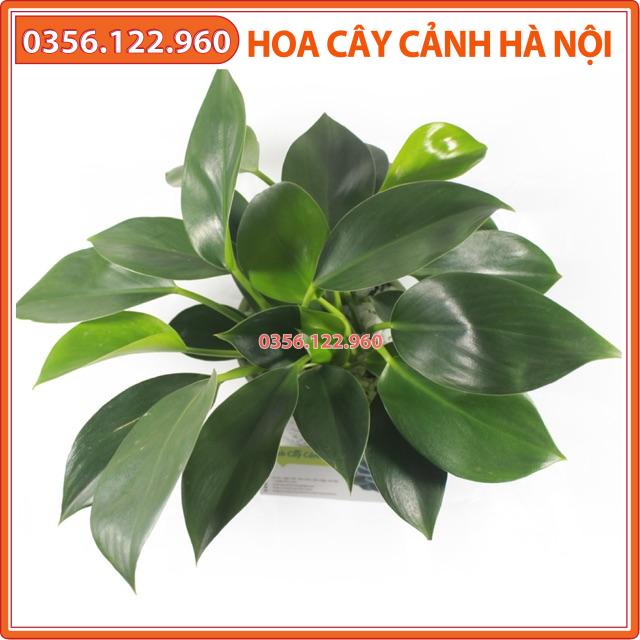 Cây trầu bà đế vương để bàn (chậu nhựa)