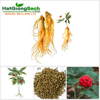 Hương sâm thực phẩm- Tạo hương thơm tự nhiên cho các sản phẩm