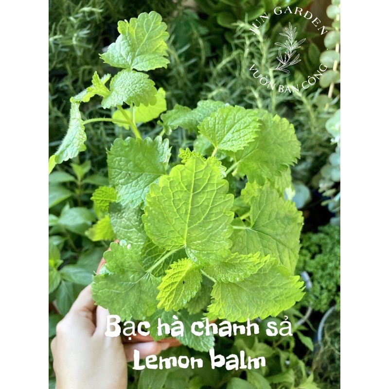 Cây bạc hà Chanh Sả lemon balm, cây gia vị, đuổi côn trùng