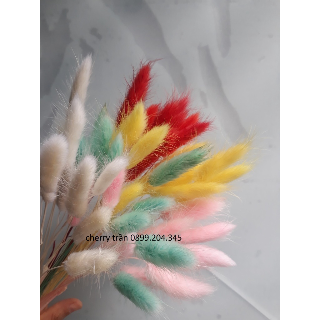 10 cành hoa đuôi thỏ trang trí, décor có nhiều màu sắc để chọn lựa ( hoa thật sấy khô)
