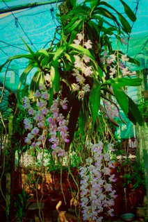 Tam bảo sắc hoa vàng
