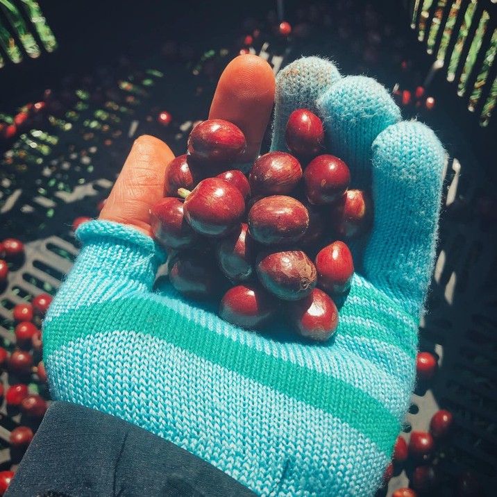 Coffee phin giấy robusta nguyên chất rang xay EARLY MORNING, cà phê phin túi lọc 15g | BigBuy360 - bigbuy360.vn
