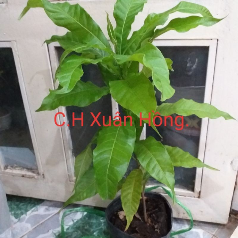 Cây vú sữa hoàng kim bầu to, cây khỏe, có nhánh, đẹp cao 60-70cm.