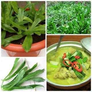 HẠT GIỐNG CÂY MÙI TÀU