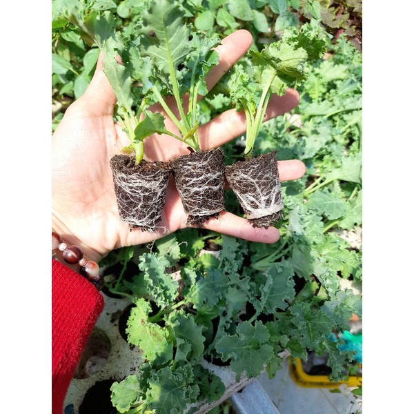 Cây giống cải kale ươm vỉ các loại: kale xoăn xanh, kale xoăn tím, kale hoa hồng, kale rong biển, ka