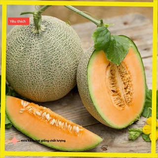 Hạt giống Dưa lưới F1