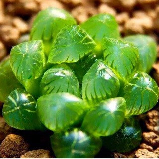 Hạt giống sen đá kim cương ( 200 hạt )