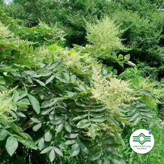Cây Muối khô 1KG - T188