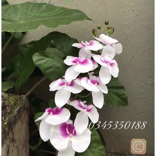 Hoa lan giả/ Hoa vải lụa - Lan Hồ Điệp 9 bông dài 1m