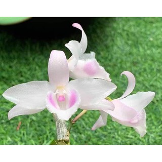 Giả hạc hồng yên thủy