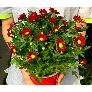 Chậu cây hoa Cúc Pico cho hoa màu đỏ - Chrysanthemum