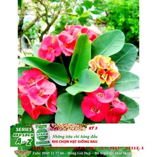 Xương rồng bát tiên 20 hạt ĐẾN MÙA TRỒNG TẾT