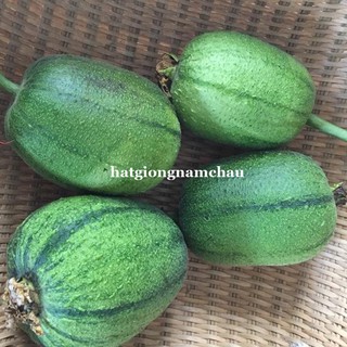 Hạt Giống Mướp Táo - 5 Hạt