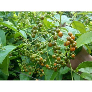 Hạt giống xạ đen 100gr - Rau củ quả trồng tại vườn, sân thượng, nông trang, ban công