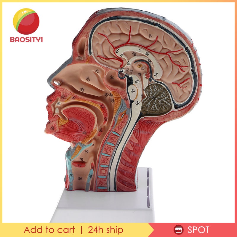 ✨Hàng sẵn sàng✨Mô hình đầu người tỉ lệ 1:1 dùng trong phòng thí nghiệm