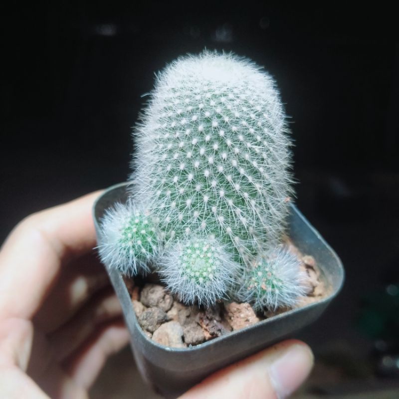 Xương rồng Tóc tiên trắng