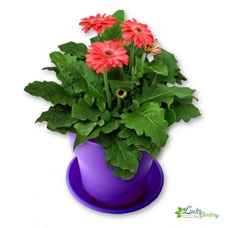 10 Hạt giống Đồng tiền (tặng gói Kích nẩy mầm và Hướng dẫn) XTRA TẶNG KÈM PHÂN VÀ KÍCH MẦM