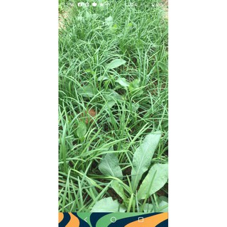 Cây giống bồ công anh