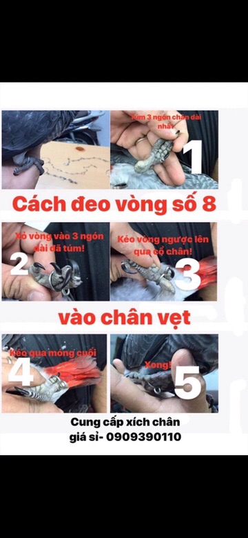 Nhẫn khắc cho vẹt .