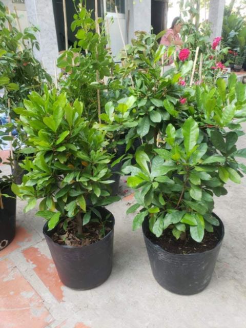 Cây Thần Kì đang hoa