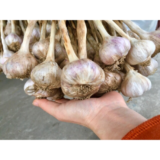 Tỏi kinh môn hải dương