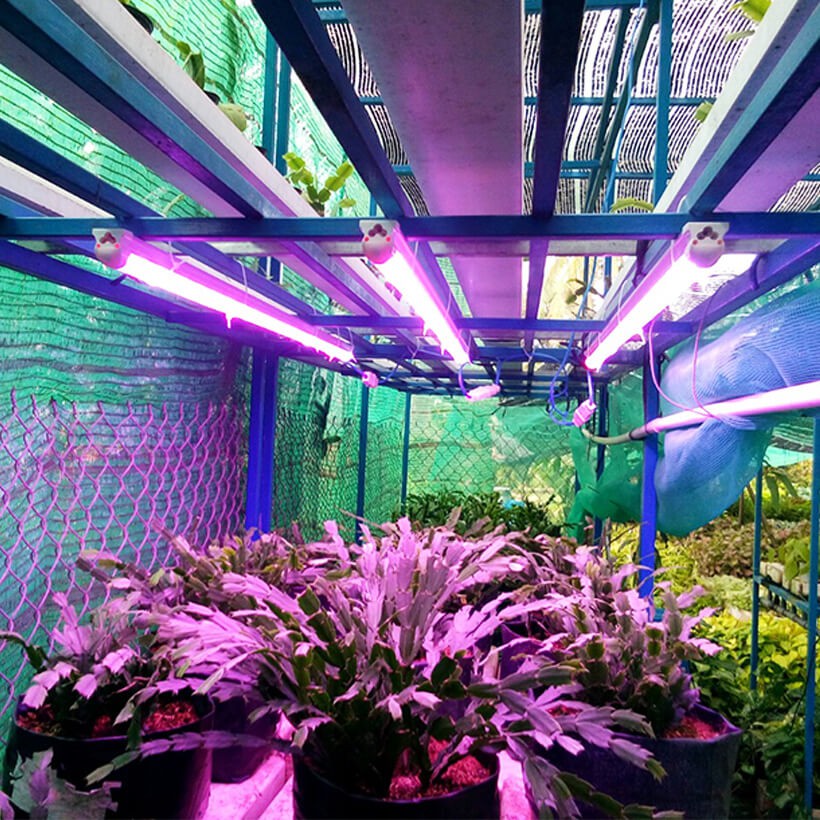 Đèn Quang Hợp Trồng Cây Trong Nhà Green Smart Light 30W (đèn dài 1.2 mét) được ứng dụng rộng rãi như trồng rau sạch tại