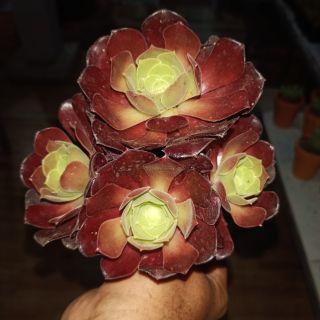 Aeonium socola