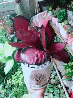 Chậu Cây Đuôi Công Tím