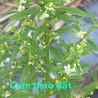 Cây cam thảo đất tươi_ khô_cây con 100g  - ship 7 ngày