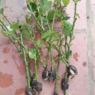 Rễ bèo tây (lục bình)